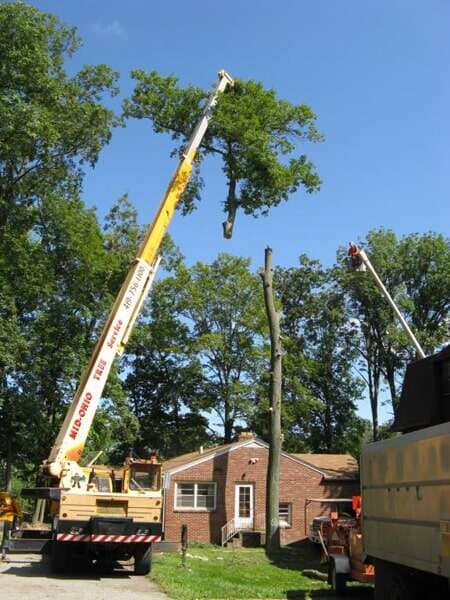Land Clearing — Tree Holding Branch in Mansfield, OH