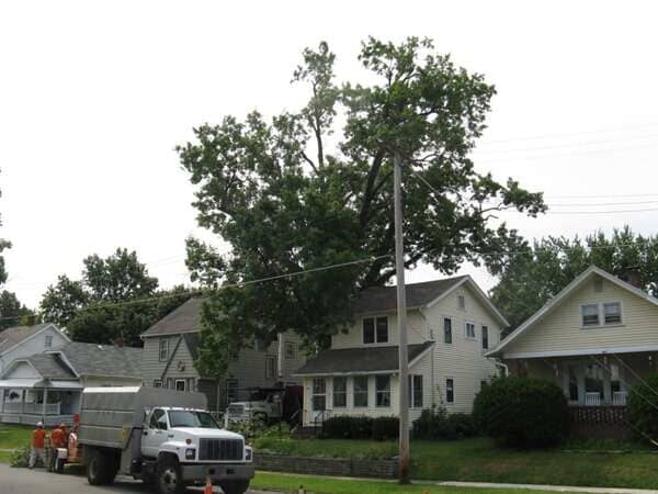 Site Prep — Tree Outside the House in Mansfield, OH