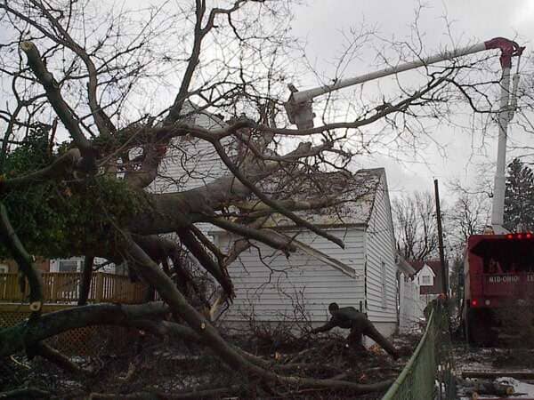 Tree Removal — Tree Fall from the Storm in Mansfield, OH