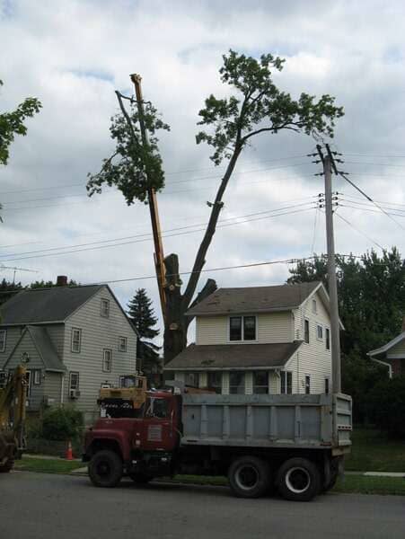 Lot Clearing — Trees Outside the House in Mansfield, OH