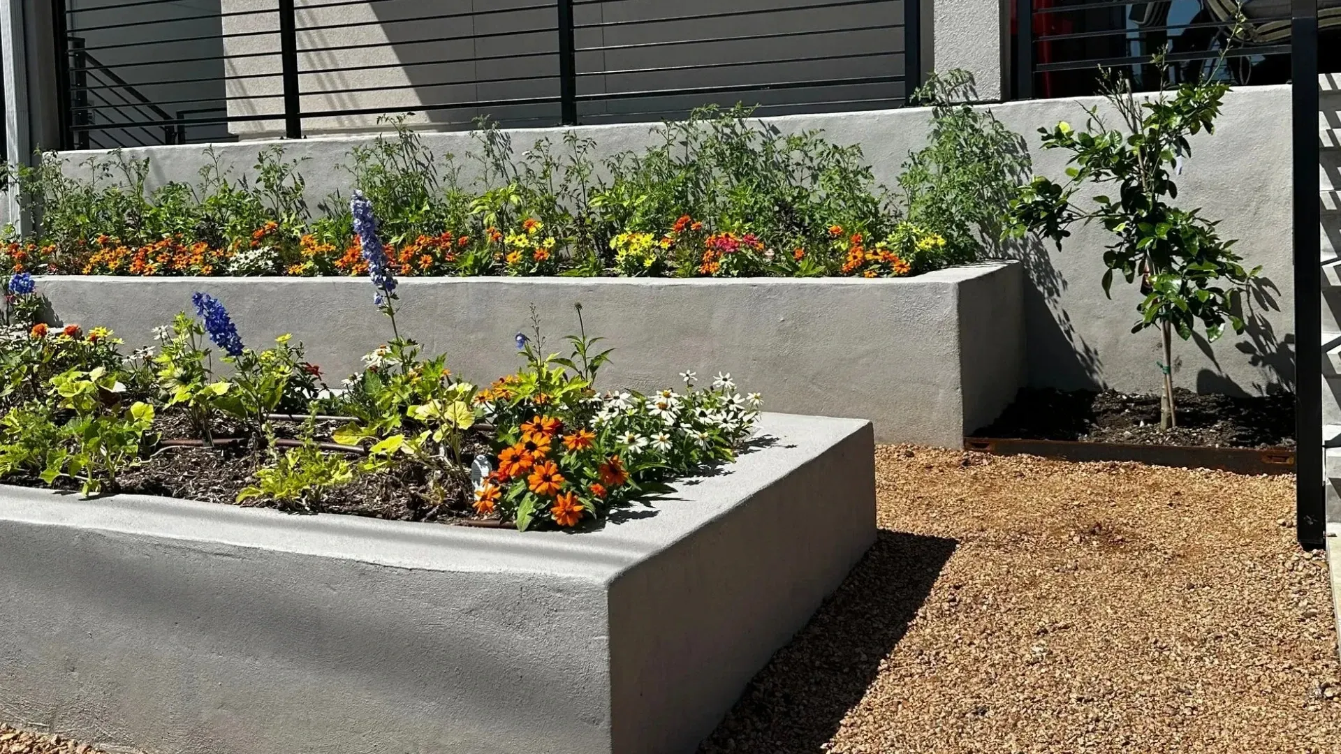 Raised concrete flower beds in front of a building with a balcony, filled with colorful flowers and gravel ground cover.
