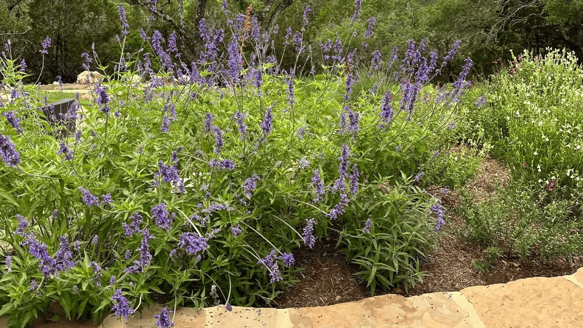 Stone path leads to a garden bed with purple flowers and green foliage under an overcast sky.