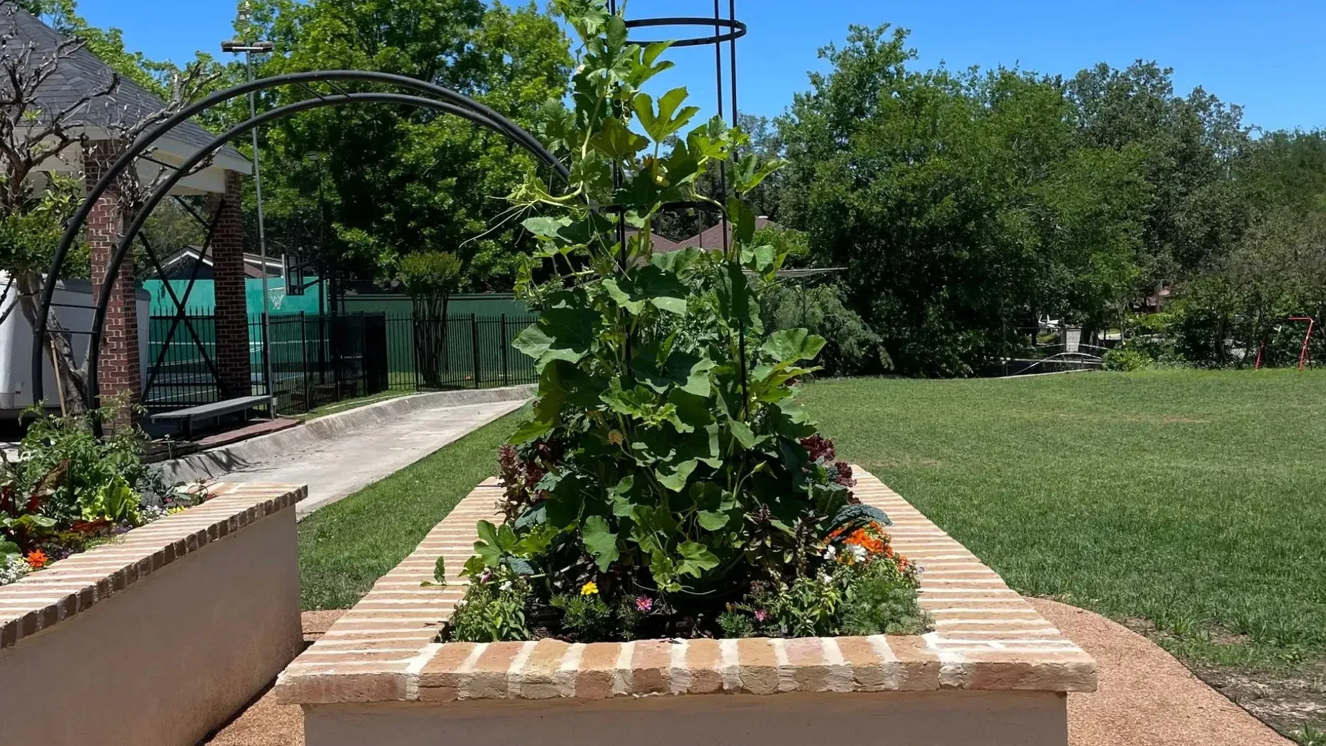 Raised garden bed with a plant supported by a metal trellis, set on gravel, with green trees and blue sky background.