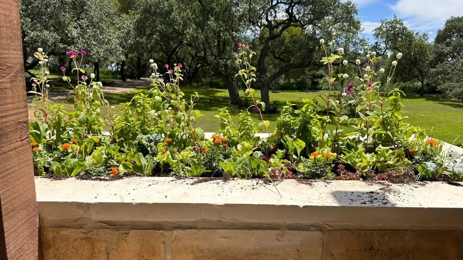 Flower bed with green plants and colorful flowers, set against a backdrop of trees and a sunny landscape.