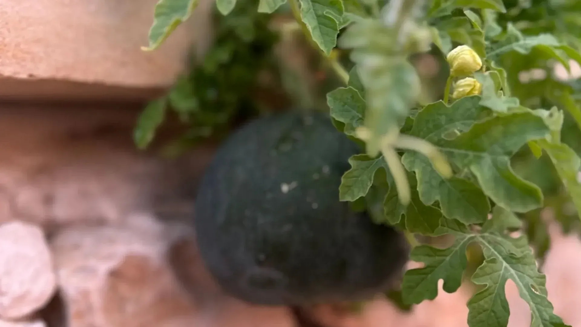 A small watermelon growing on a stone wall, surrounded by green foliage.