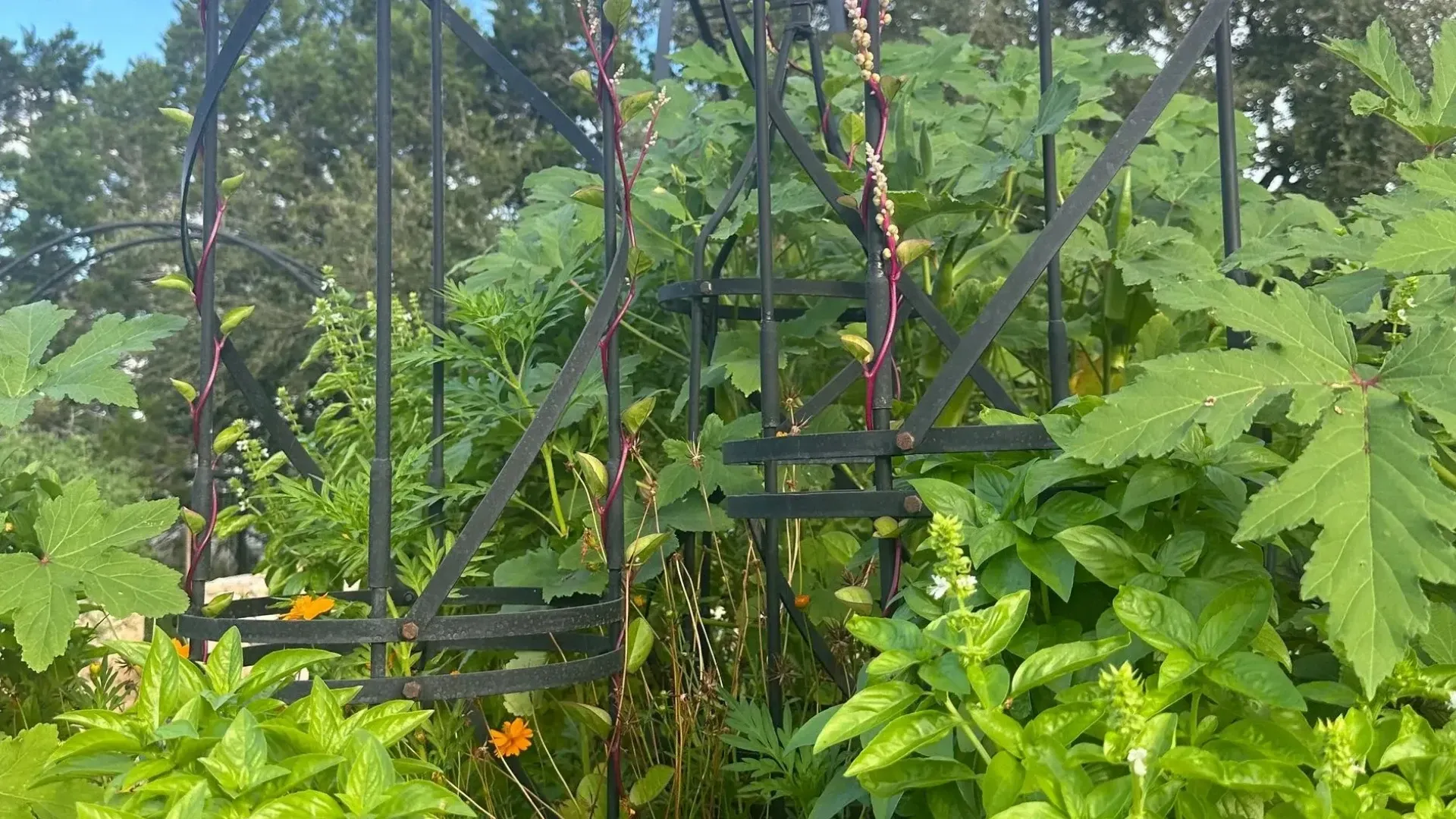 Garden with green basil plants, tall black obelisks, and a blue sky with clouds.