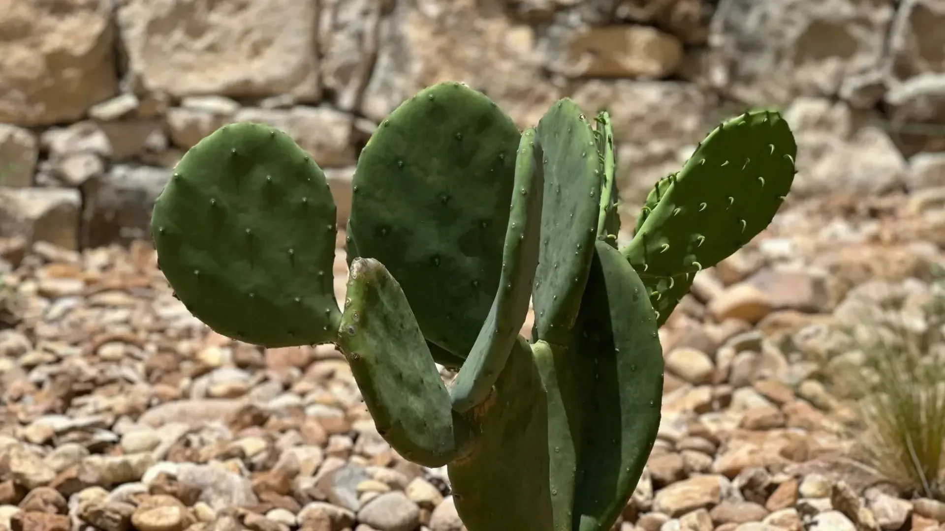 Small green cactus growing in gravel with a stone wall backdrop.