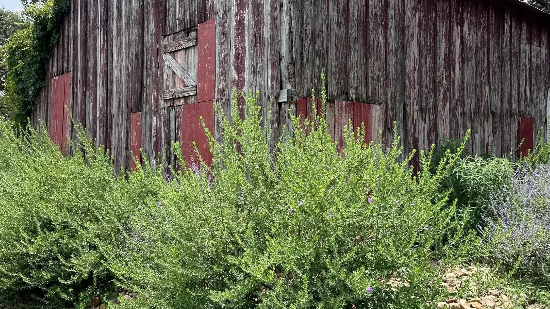 Red weathered barn with green bushes in front on a cloudy day.
