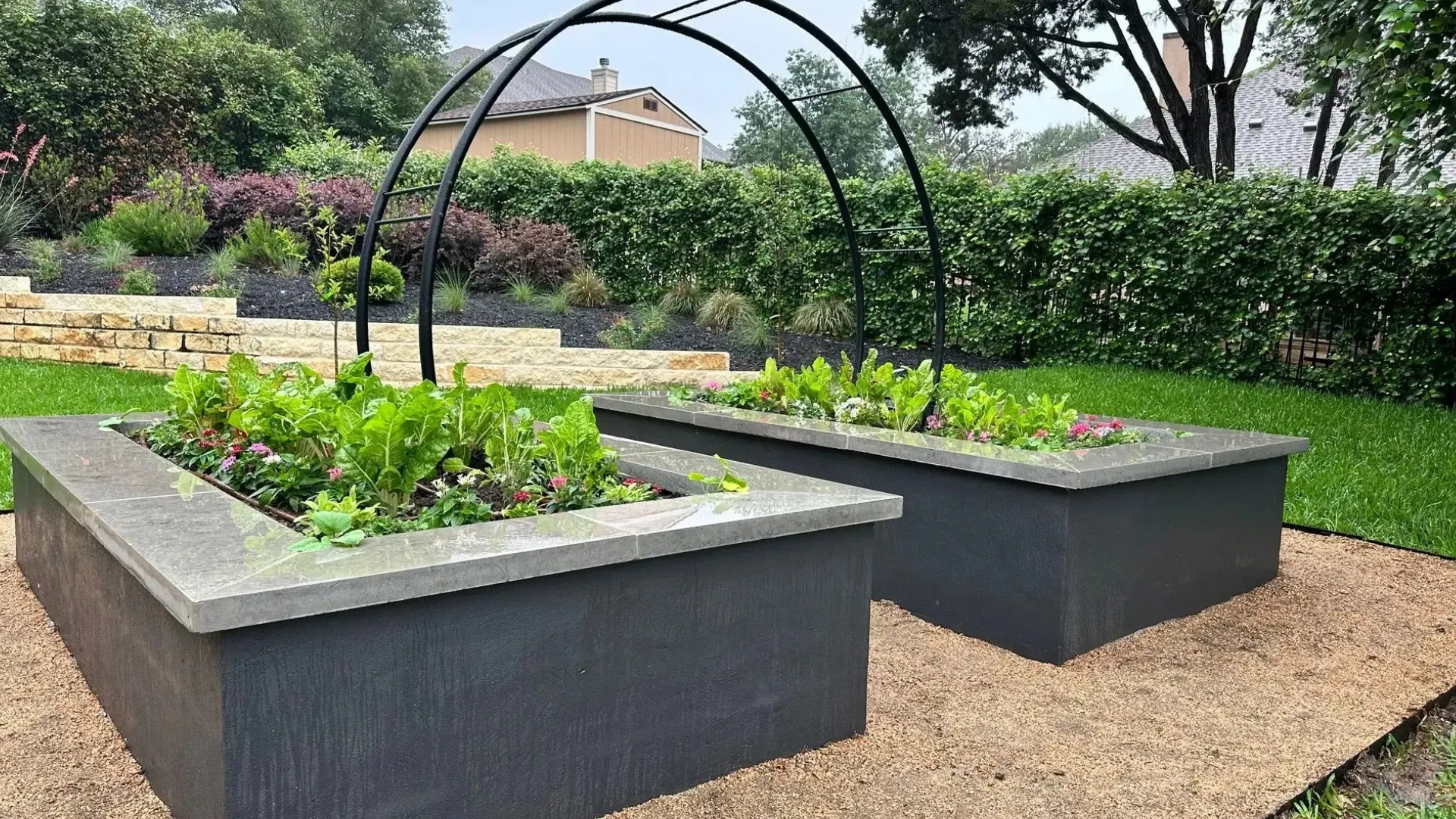 Two gray raised garden beds with leafy green plants, arched supports, and a hedge in the background.