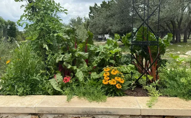 Garden bed with various plants, including Swiss chard and yellow flowers, against a cloudy sky.