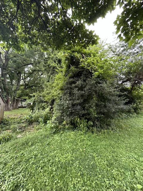 Dense green shrubs and grass beneath leafy trees in a wooded park area