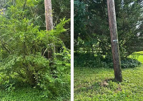 Split-view of a green wooded area with a utility pole before and after clearing undergrowth