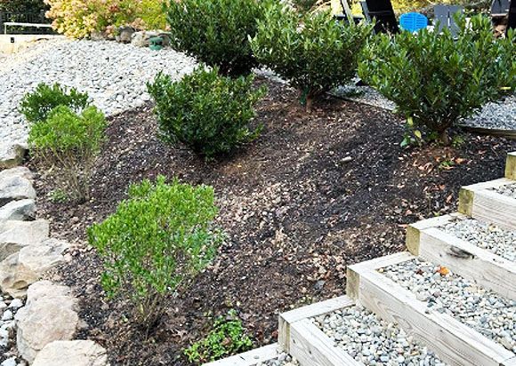 Landscaped garden bed with shrubs, mulch, and stone steps beside a gravel path