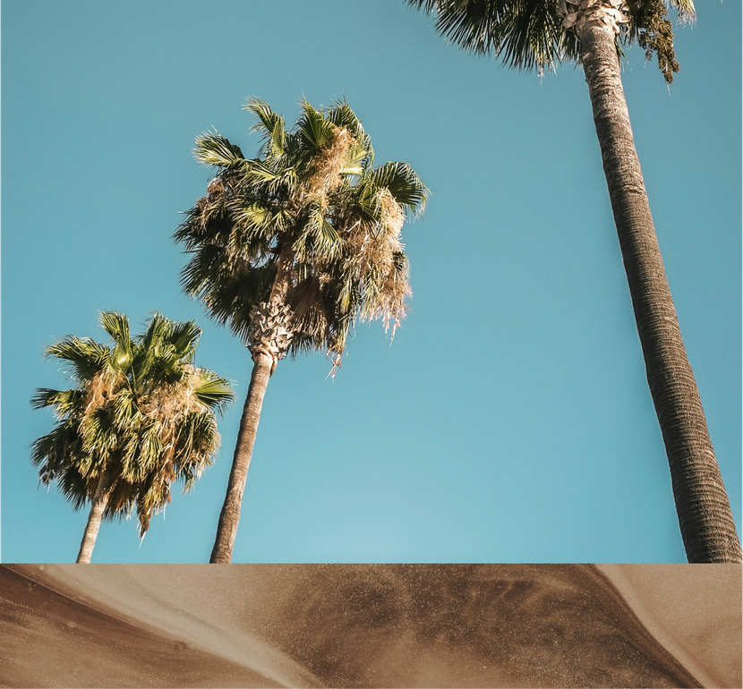 A row of palm trees against a blue sky