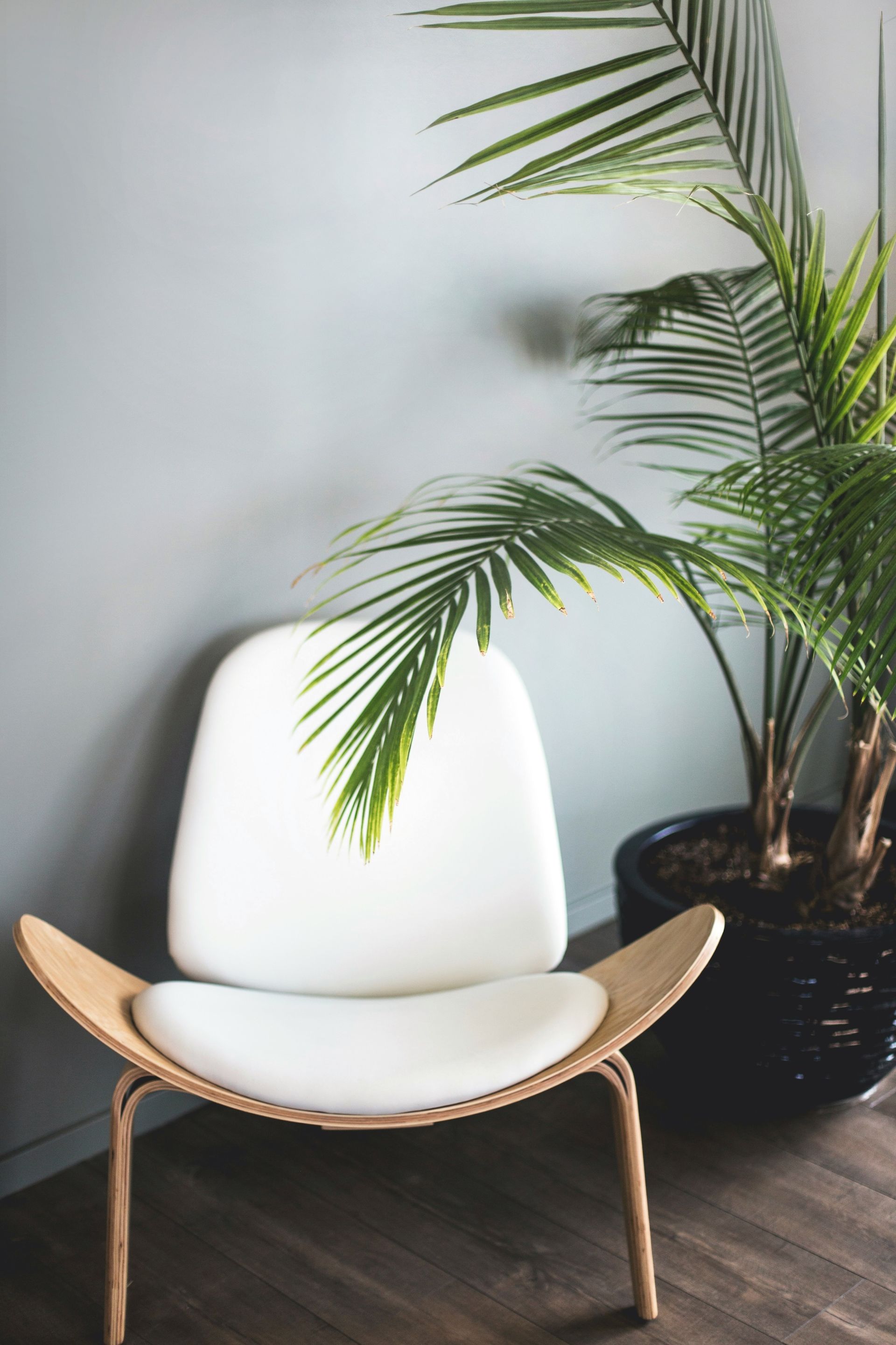 White chair with wood base next to a potted palm plant and a gray wall.