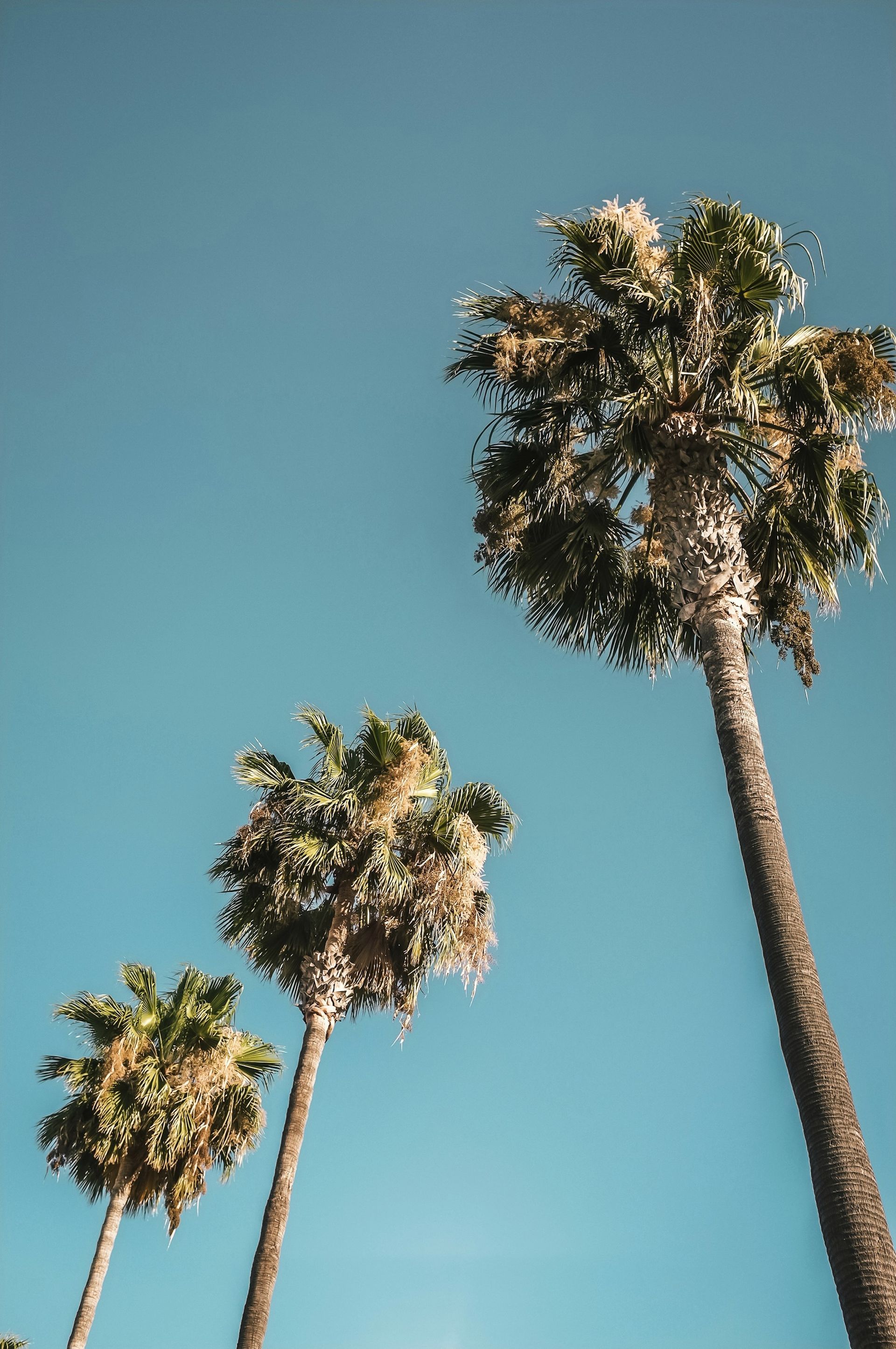 Palm trees against a bright blue sky.