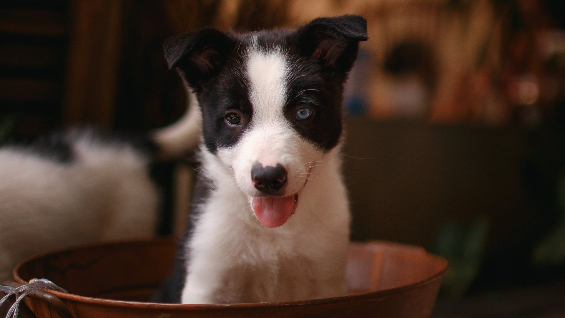 Black and white colored puppy