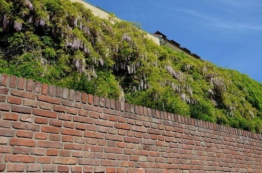 trees in the retaining walls