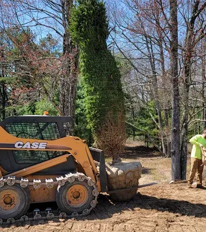 tree installation and transplanting in long valley nj