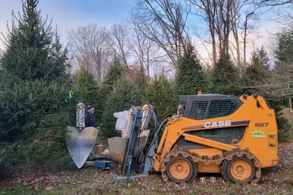 tree installation and repair services in long valley nj