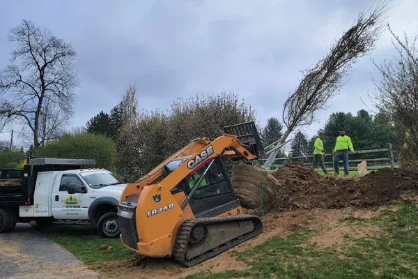 tree installers in long valley nj