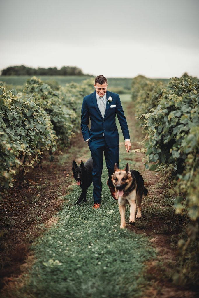 Man in blue suit walks with two German Shepherds down a vineyard path.