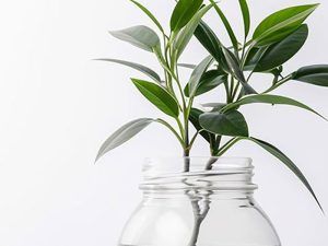 Green plant cuttings in a clear glass jar filled with water, against a white background.
