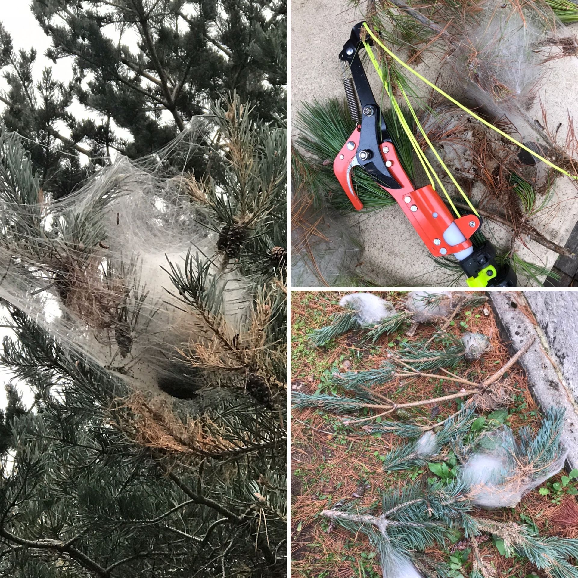 élimination de cocons de chenilles processionnaires du pin à meudon