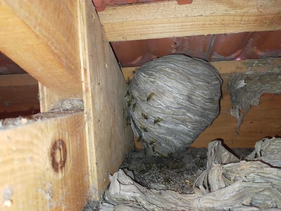 Nid de guepes sous les toitures à montigny le bretonneux (78)