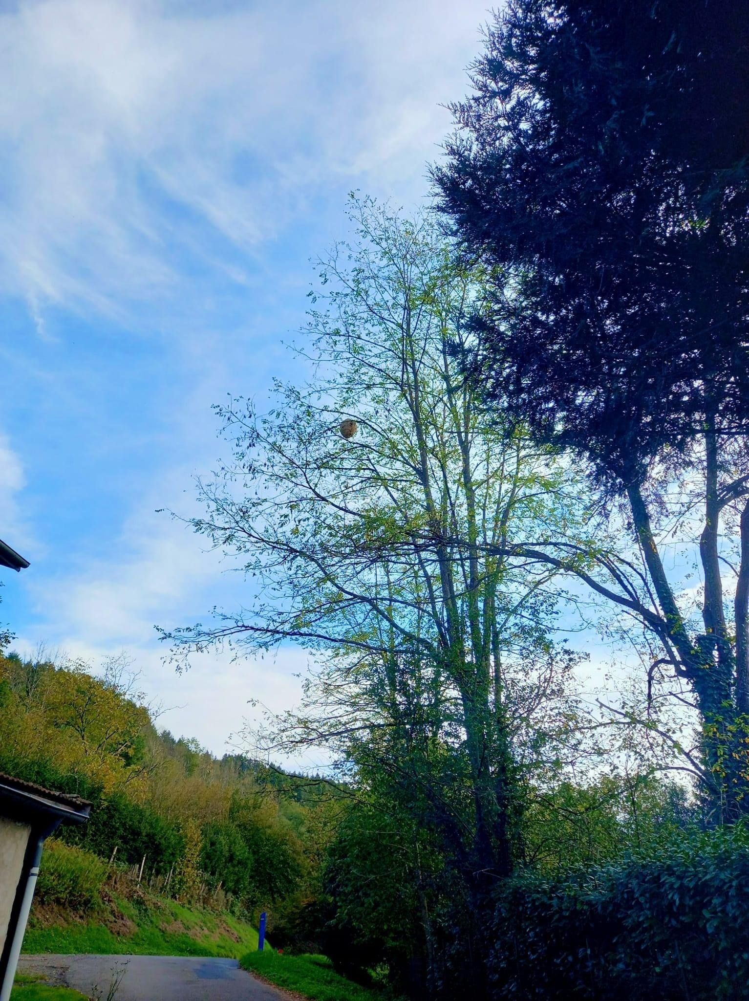 comment eliminer un nid de frelons asiatiques dans un arbre à voisin le bretonneux (78)