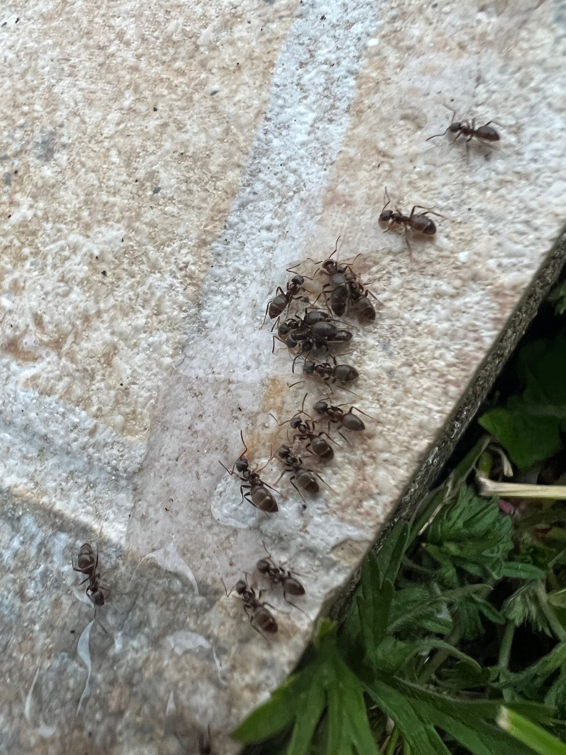 société pour éliminer les fourmis définitivement à versailles