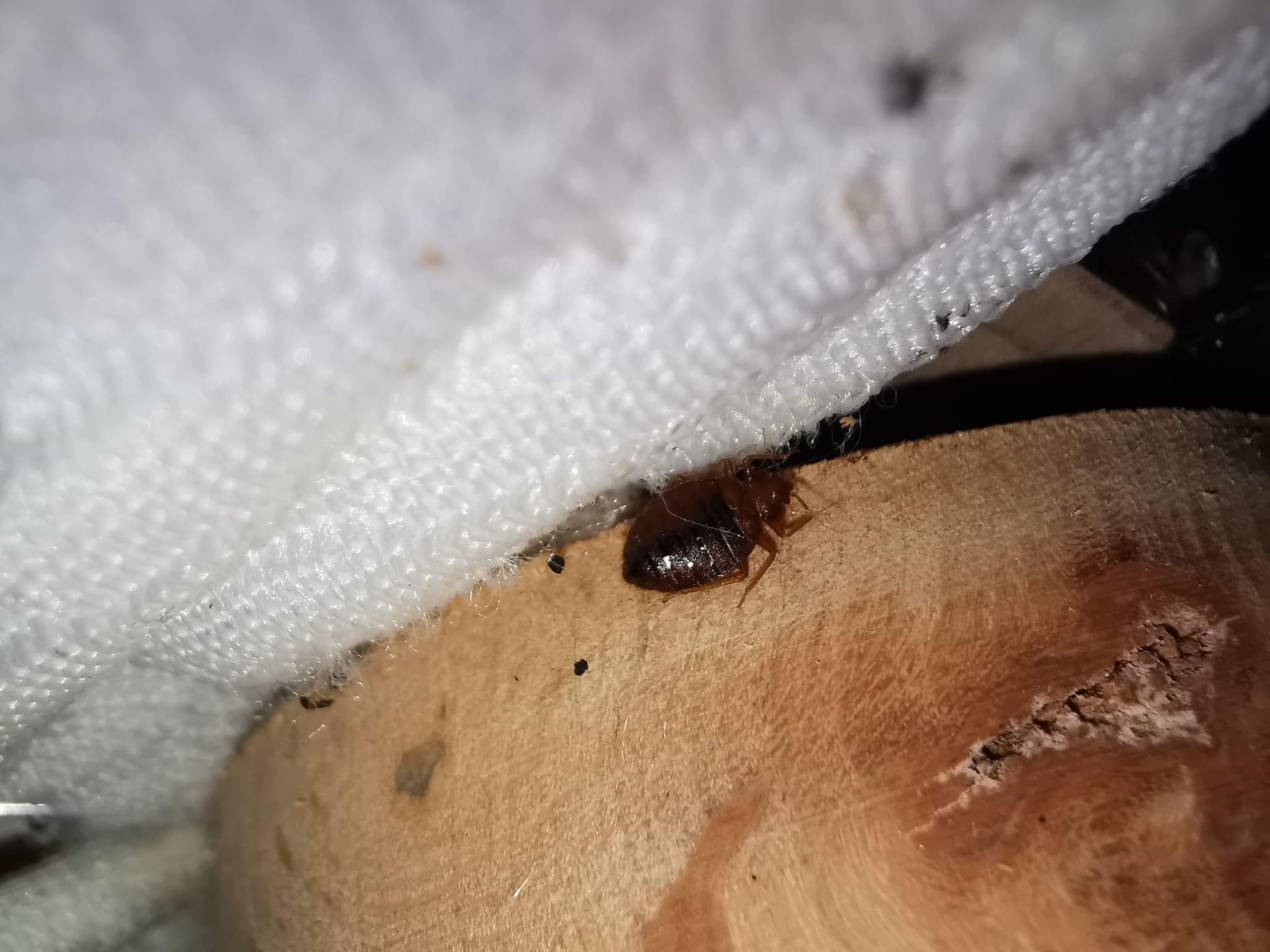Punaise de lit sur un matelas