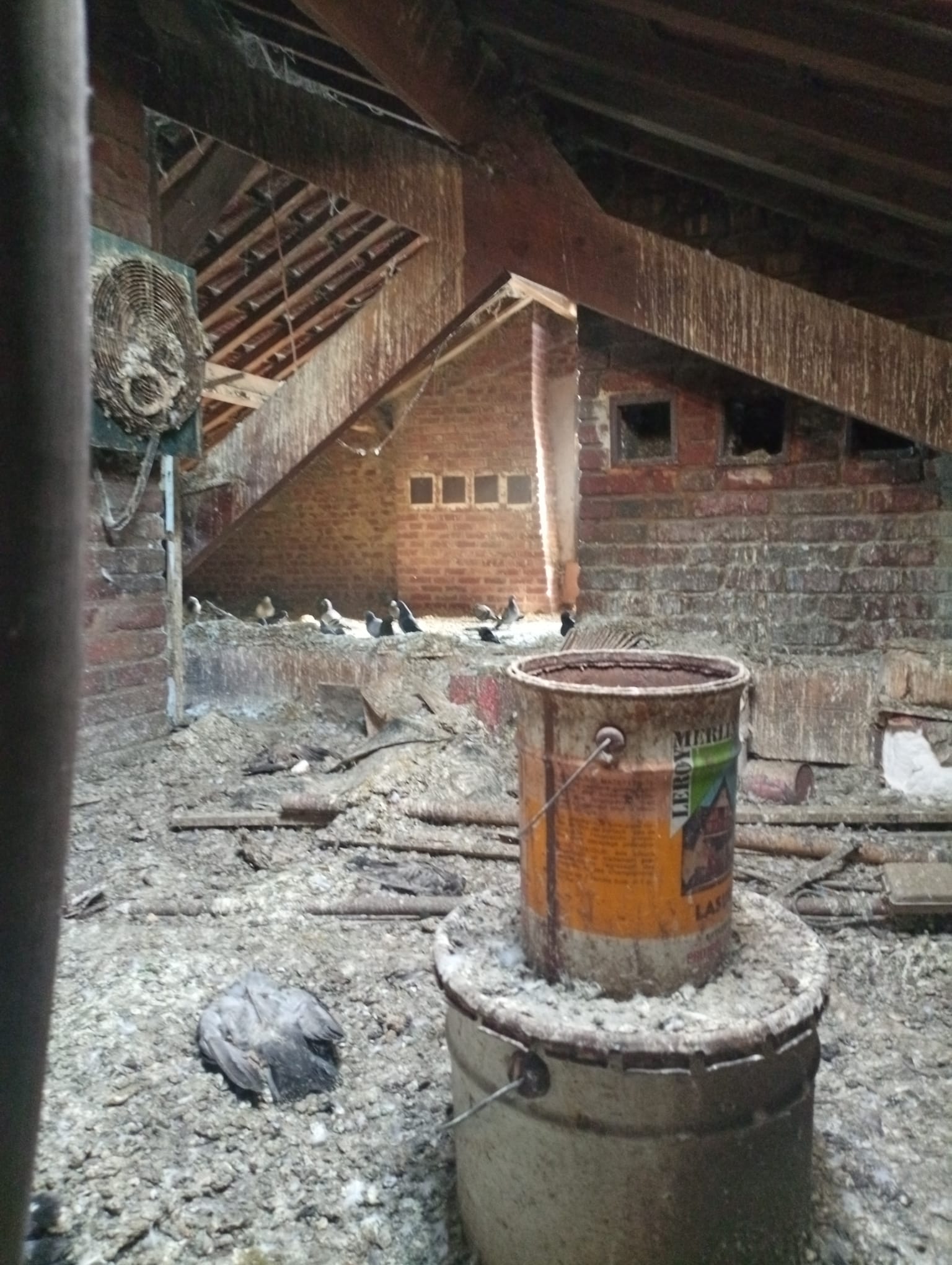 Dépigeonnage de combles d'un immeuble à Boulogne