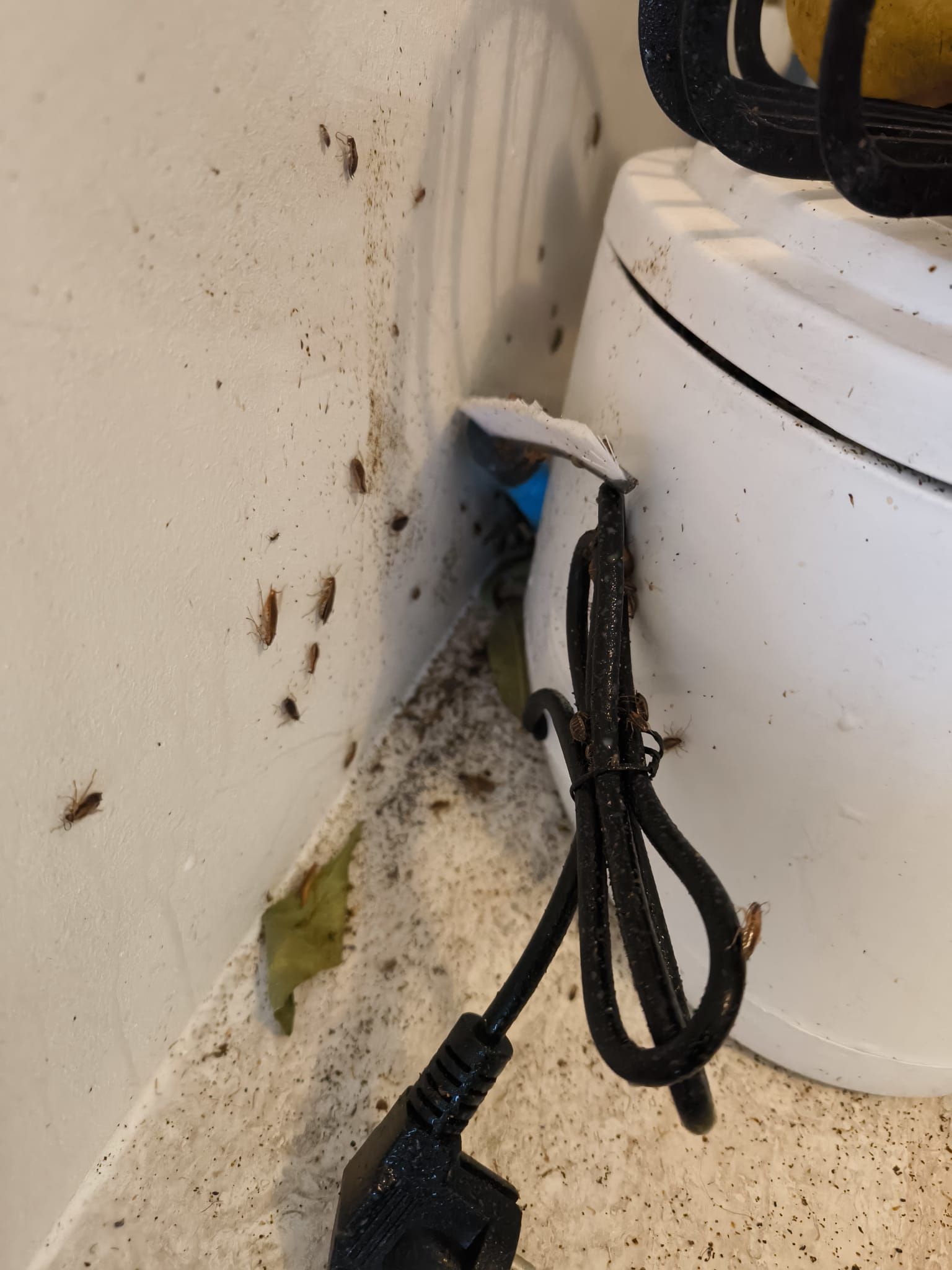 Entreprise recommandée pour élminer les cafards à Saint cyr l'école Entreprise recommandée pour éliminer les cafards à Saint cyr l'école