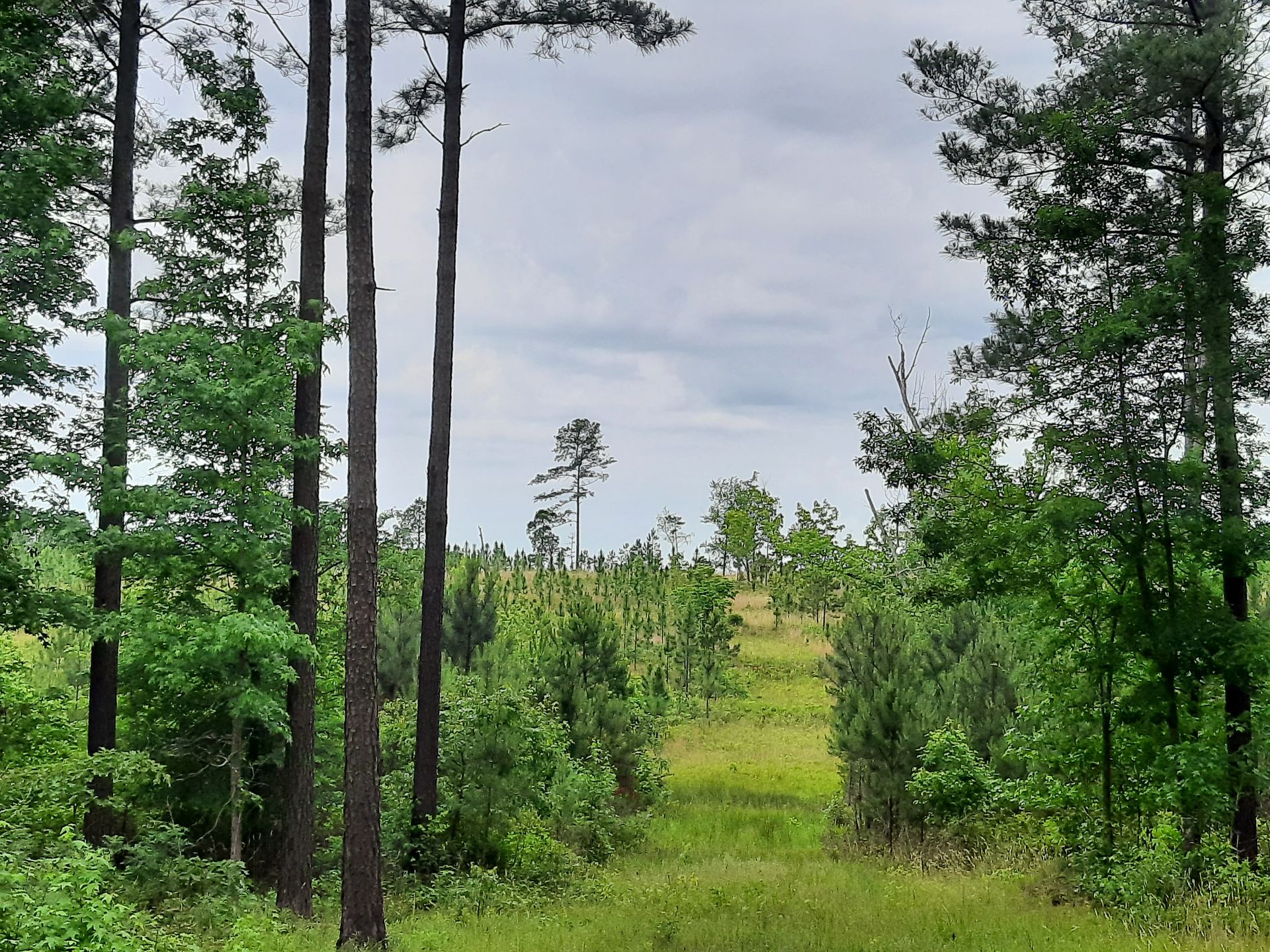 A lush green forest with trees and grass on a cloudy day at a landowner's property protected by Upper Savannah Land Trust.