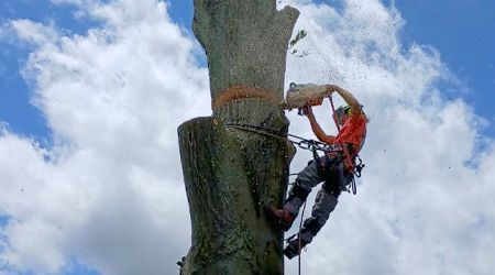 Arborist cutting a tree with a chainsaw, wearing safety gear, against a cloudy blue sky.