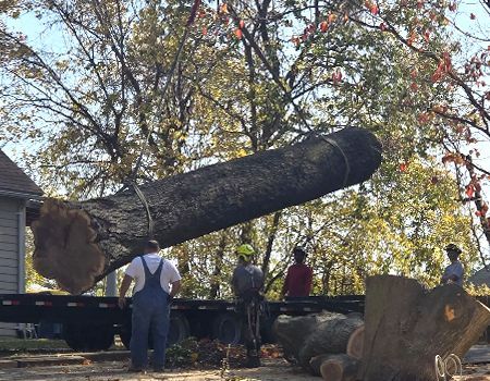 A large tree trunk being loaded onto a flatbed truck by a crew of men in a yard.