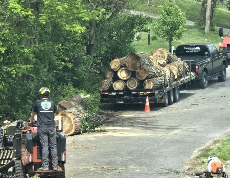 Workers loading a large tree trunk onto a flatbed truck; two workers guiding it, others standing nearby.
