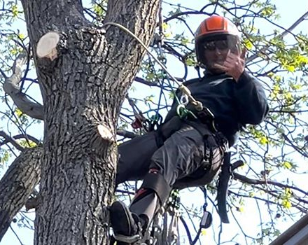 Arborist in a tree wearing a helmet, safety gear, and making a thumbs-up gesture, working outside.