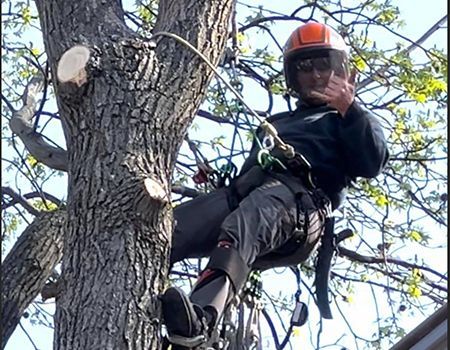 Arborist in orange helmet, safety gear, cutting a tree, gesturing thumbs up, outdoors.