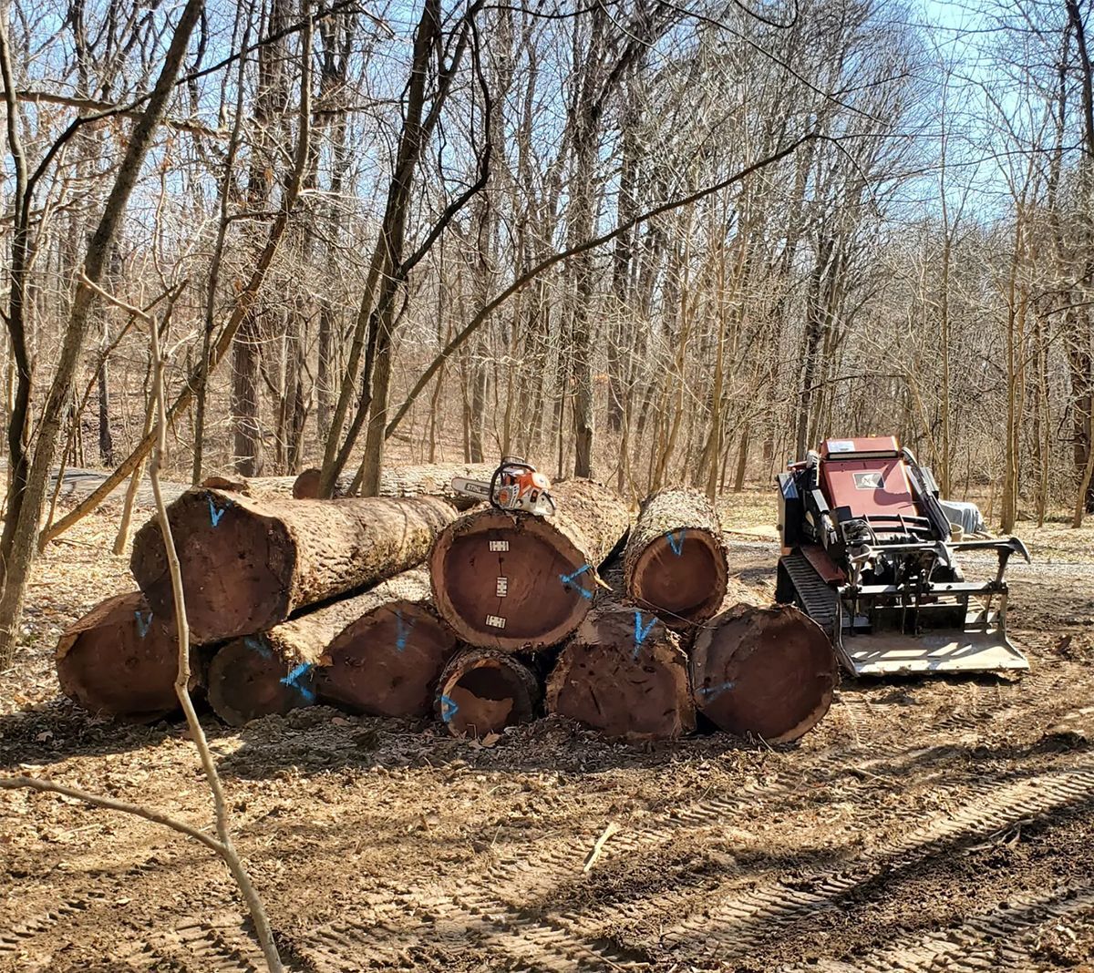 Logs piled in a forest, a small tractor is next to them.