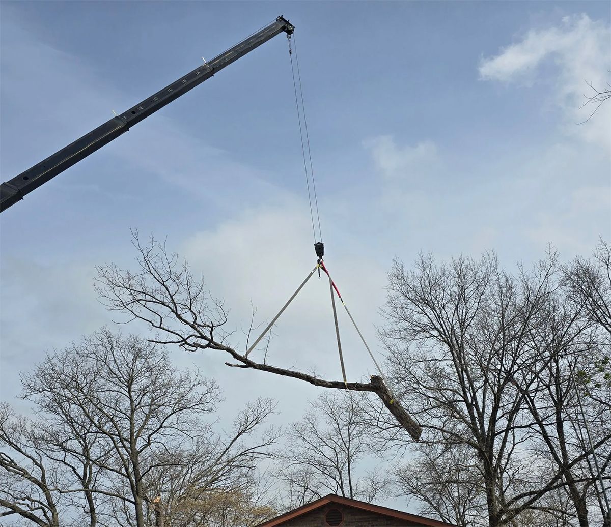Crane lifting a large tree branch against a blue sky. Bare trees surround a roof.
