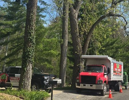 Two work trucks parked near trees; one red dump truck.
