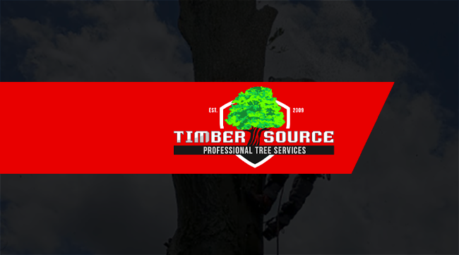 A man is cutting a tree with a chainsaw.
