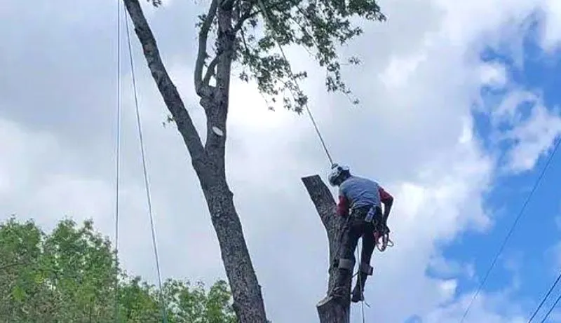 Arborist trimming a tall tree, secured with ropes and harness, under a partly cloudy sky.