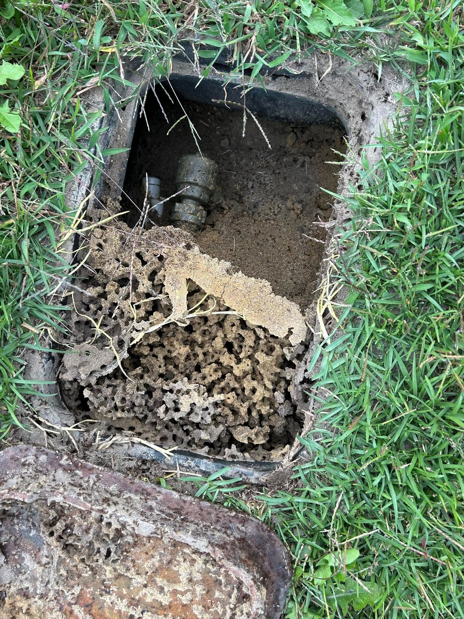 An open utility box in the grass filled with a large, honeycomb-like wasp nest and a pipe valve.