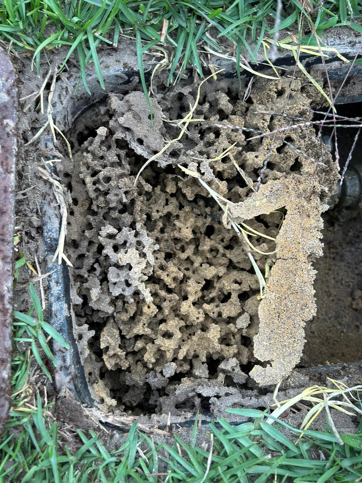 A large, tan termite mud nest filling a rectangular utility box in the ground surrounded by grass.