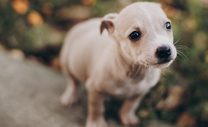 Cute Puppy — McHenry, IL — K9s4U Dog Rescue