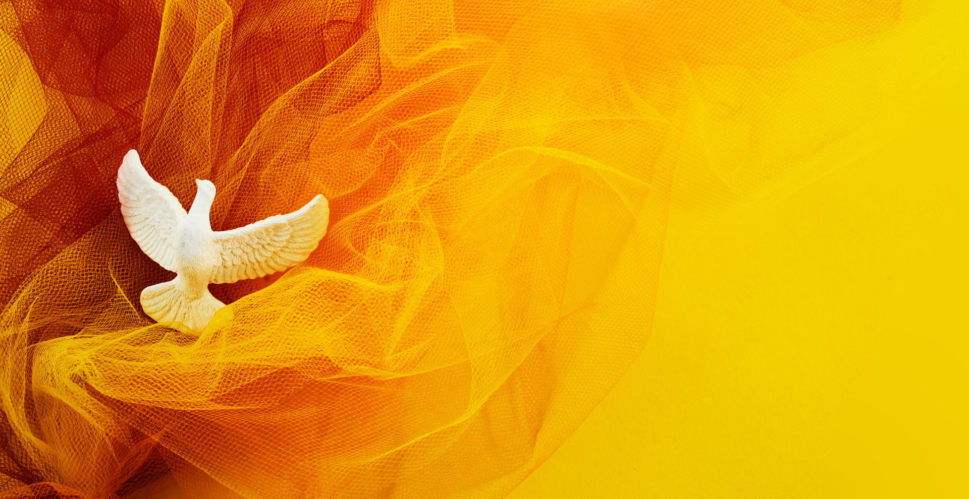 White dove against a bright orange and yellow abstract background