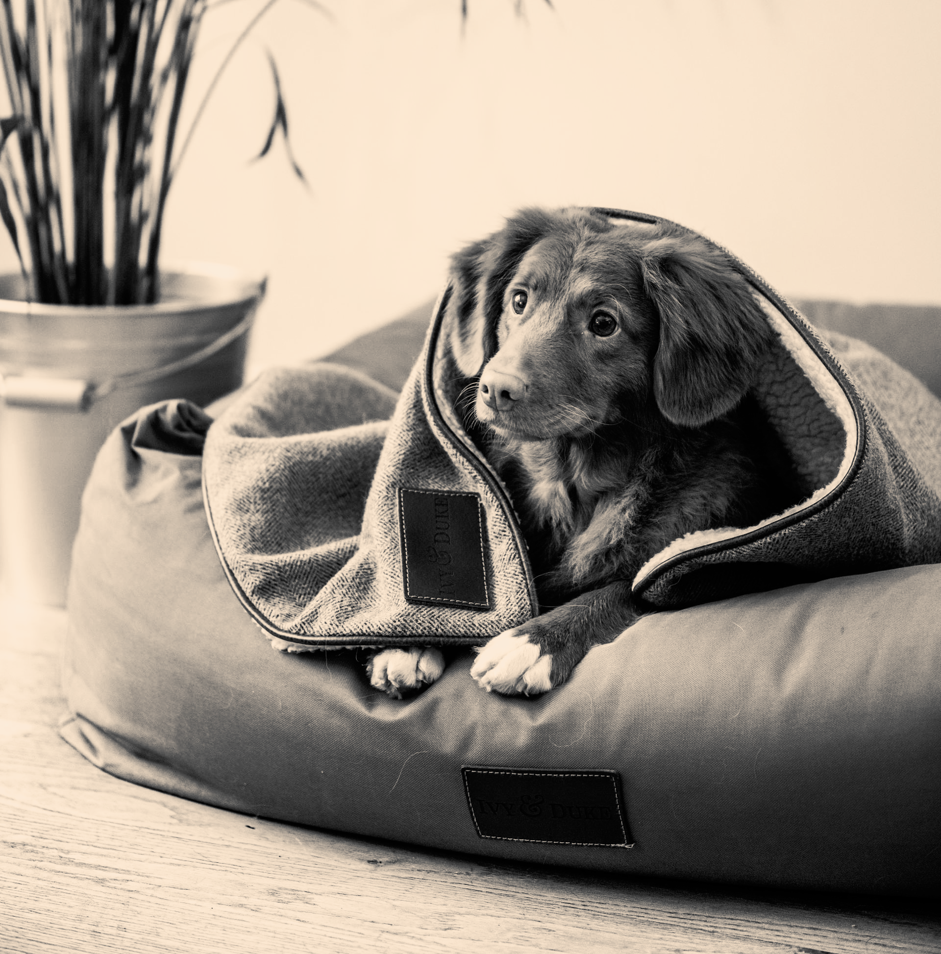 B2B Lead Agency Teams support Animal Care Firms with outsourced sales services